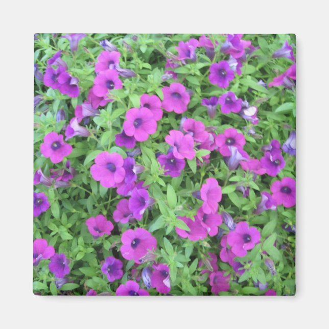 Íman Magnet de Petunias Roxo (Frente)