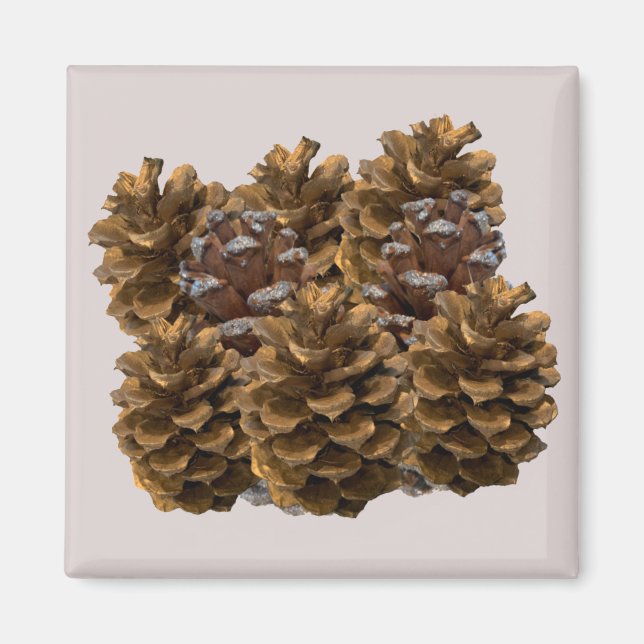 Íman Magnet de Pinecones Simples (Frente)