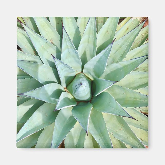 Íman Magnet De Planta Agave Verde De Sedona (Frente)