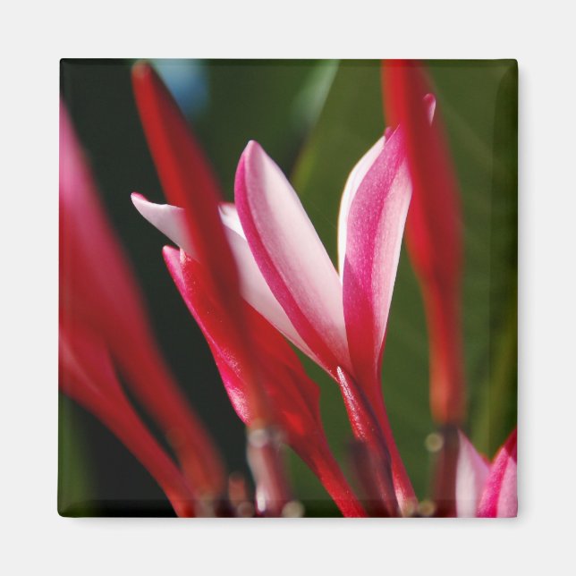 Íman Magnet de Plumeria Rosa (Frente)