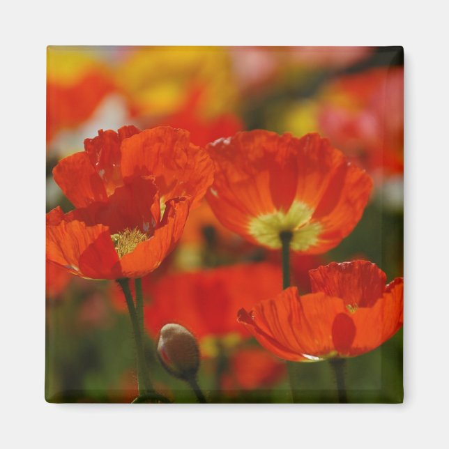 Íman Magnet de Poppies Vermelhos (Frente)