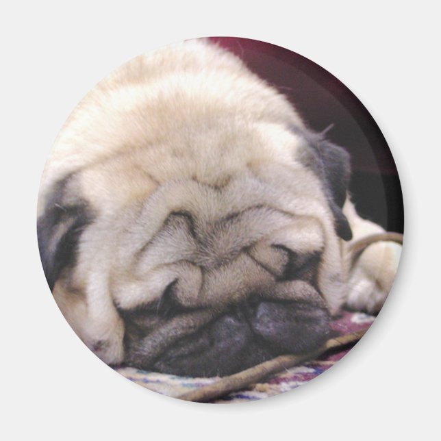 Íman Magnet de Pug Sonolento (Frente)
