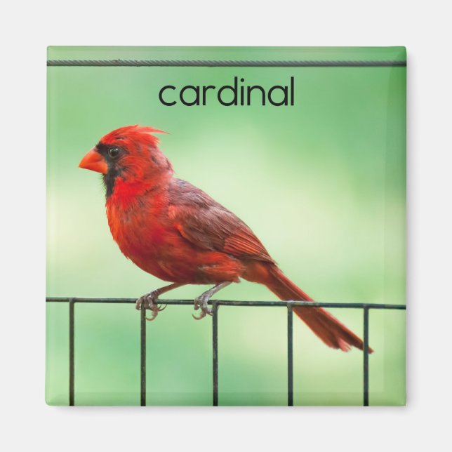 Íman Magnet de Refrigerador de Aves Cardinhas (Frente)