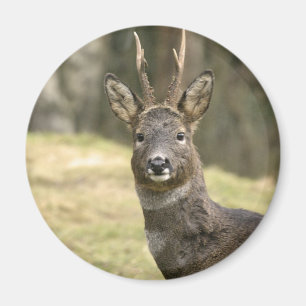 Íman Magnet de Roe Deer Buck