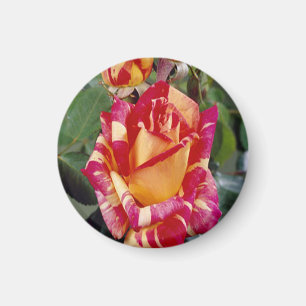 Íman Magnet de Rosas Amarelas Rosa