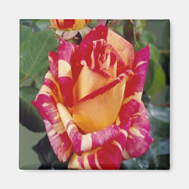 Íman Magnet de Rosas Amarelas Rosa (Frente)