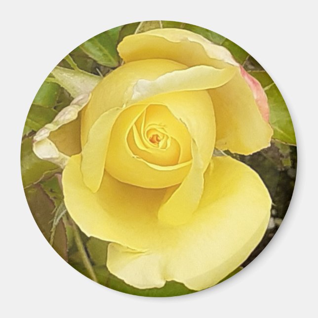 Íman Magnet de Rosebud Amarelo (Frente)