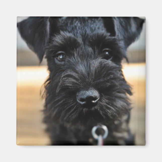 Íman Magnet de Schnauzer de Miniatura Custa (Frente)