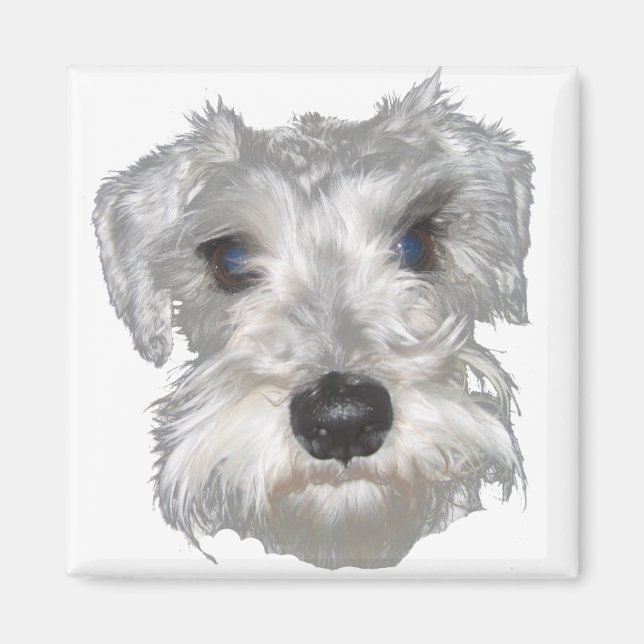 Íman Magnet de Schnauzer Miniatura Branca (Frente)