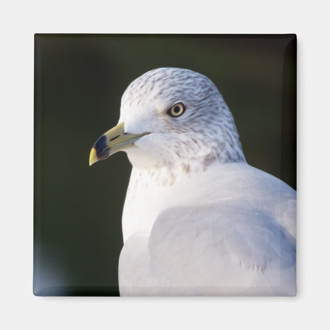 Íman Magnet de Seagull (Frente)