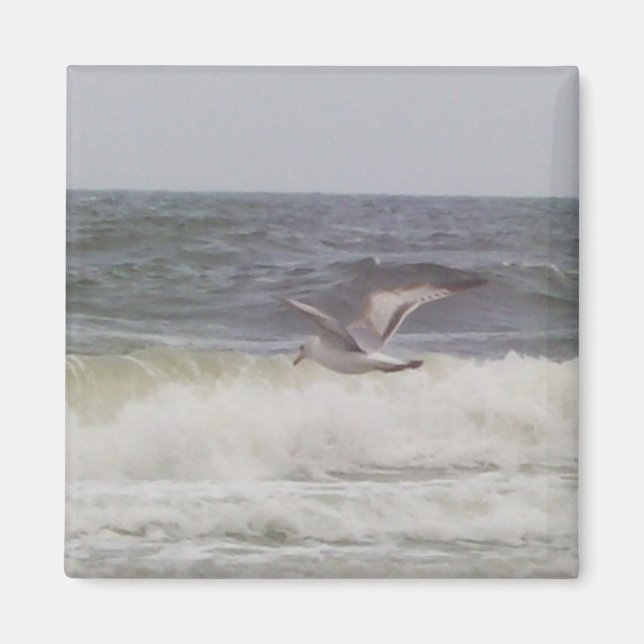 Íman Magnet de Seagull (Frente)