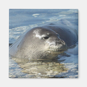 Íman Magnet de Seal Monk Havaiano