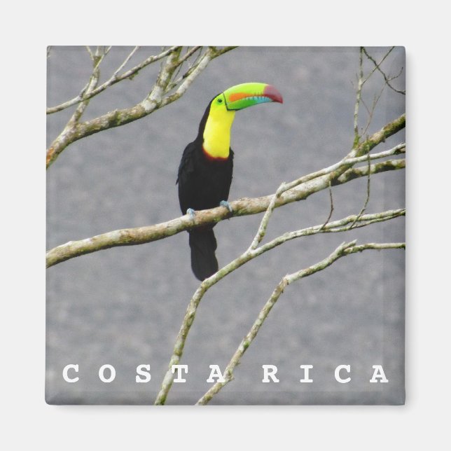 Íman Magnet de Souvenir, Costa Rica Toucan (Frente)