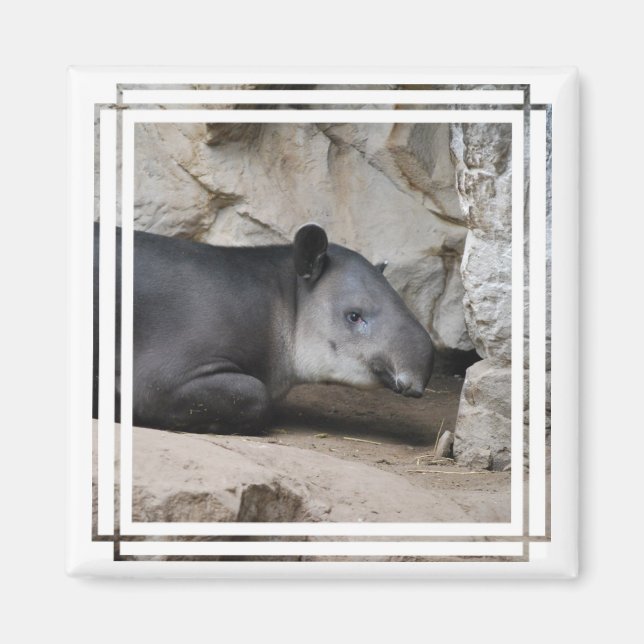 Íman Magnet de Tapir de Baird (Frente)