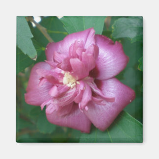 Íman Magnet de um Rosa de Sharon começando a florir