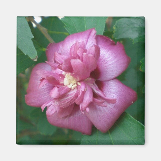 Íman Magnet de um Rosa de Sharon começando a florir (Frente)