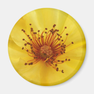 Íman Magnet do Centro Rosa Amarelo