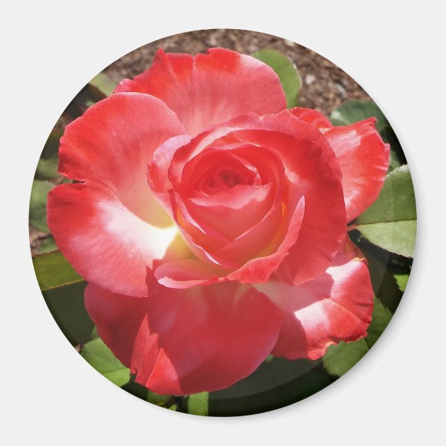 Íman Magnet do Círculo de Fotografia da rosa vermelha (Frente)