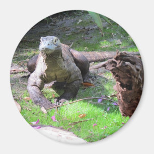 Íman Magnet do Dragão Komodo