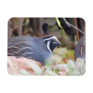 Íman Magnet do Perfil de Cail da Califórnia