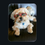 Íman Magnet do Refrigerador de Fotos Personalizado<br><div class="desc">Magnet do Refrigerador de Fotos Personalizado</div>