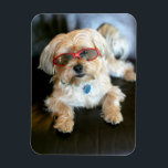 Íman Magnet do Refrigerador de Fotos Personalizado<br><div class="desc">Magnet do Refrigerador de Fotos Personalizado</div>