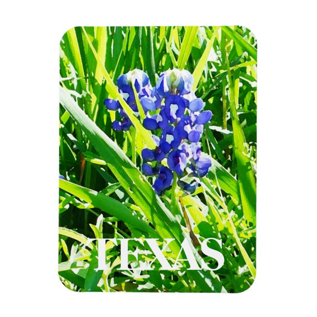 Íman Magnet do Texas Bluebonnets (Vertical)
