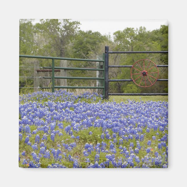 Íman Magnet do Texas Bluebonnets (Frente)