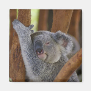 Íman Magnet do Urso de Koala Adorável