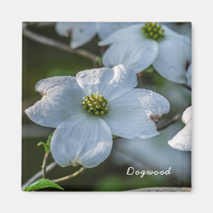 Íman Magnet Dogwood