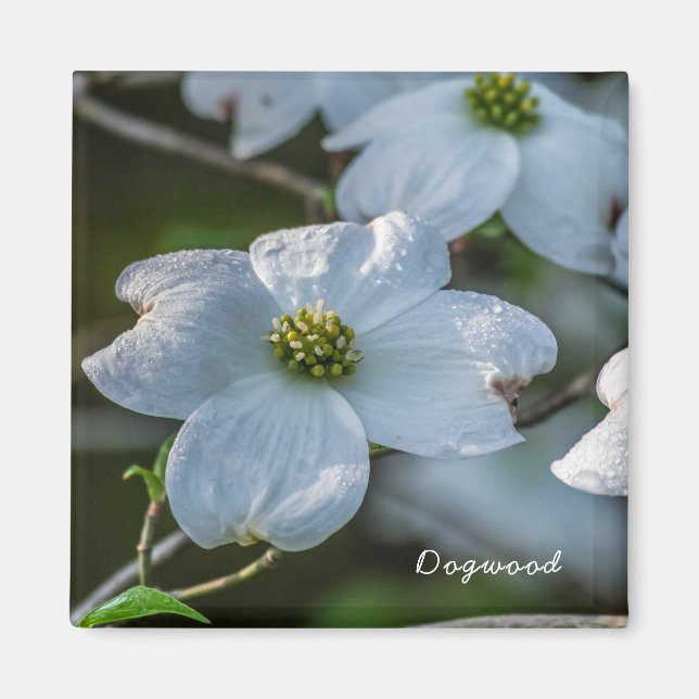 Íman Magnet Dogwood (Frente)