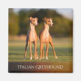Íman Magnet dos galgos italianos