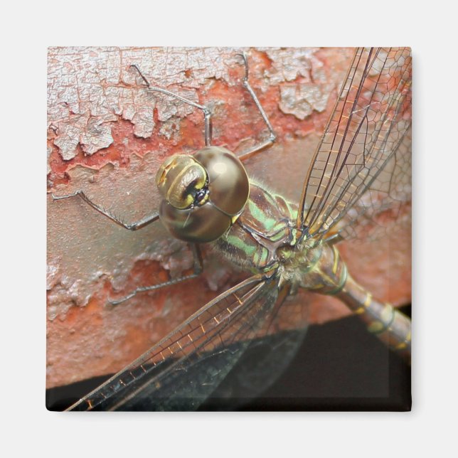 Íman Magnet Dragonfly ouro (Frente)