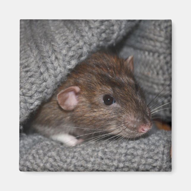 Íman Magnet Dumbo Rat (Frente)