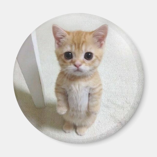 Íman Magnet El Gato Cat Meme (Frente)