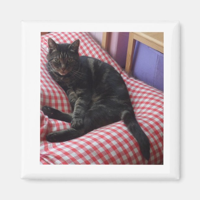 Íman Magnet Esquadrado de Dave Bonito (Frente)