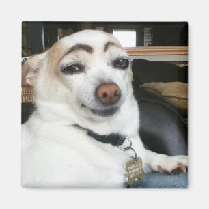 Íman Magnet Eyebrow Dog Meme