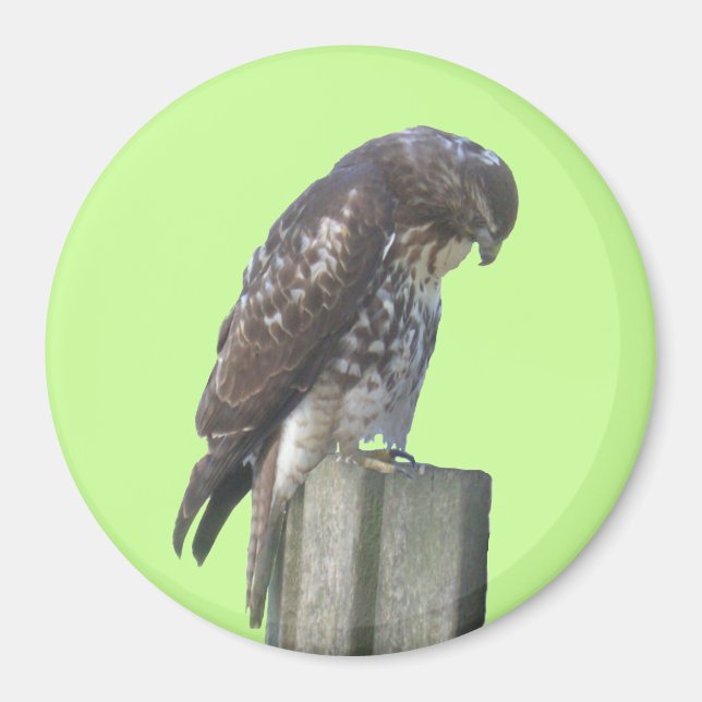 Íman Magnet - Falcão (Frente)