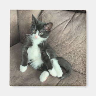 Íman Magnet Feliz Kitten