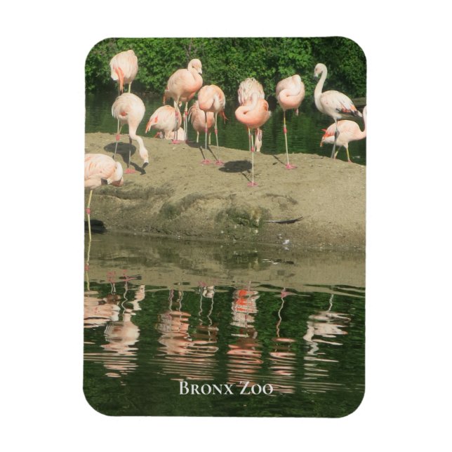 Íman Magnet - Flamingos no zoológico de Bronx (Vertical)