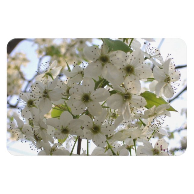 Íman Magnet - Flexi - Blooming Bradford Pear (Horizontal)