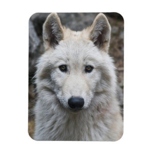 ÍMAN  MAGNET FLEXÍVEL DE LOBO BRANCO