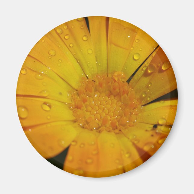 Íman Magnet - Flor amarela com gotas de água (Frente)