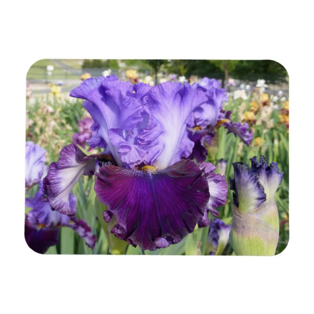 Íman MAGNET FLOR IRIS Horizontal (Horizontal)