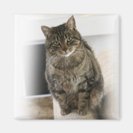 Íman Magnet Gato Bonito, Bonito e Amigável