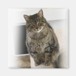 Íman Magnet Gato doce, bonitinho e amigável
