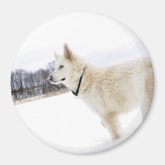 Íman Magnet german shepherd branco (Frente)