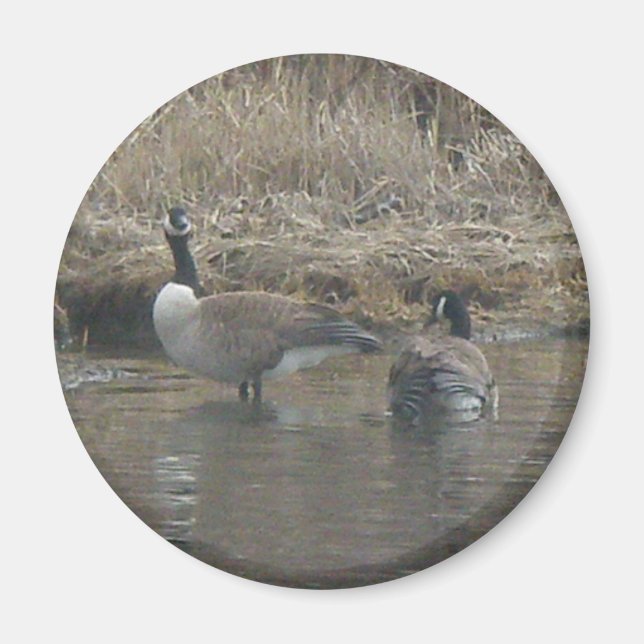 Íman Magnet Gês do Canadá (Frente)