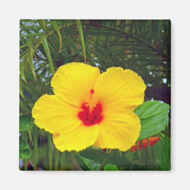 Íman Magnet, Havaí - Hibiscus Amarelo (Frente)