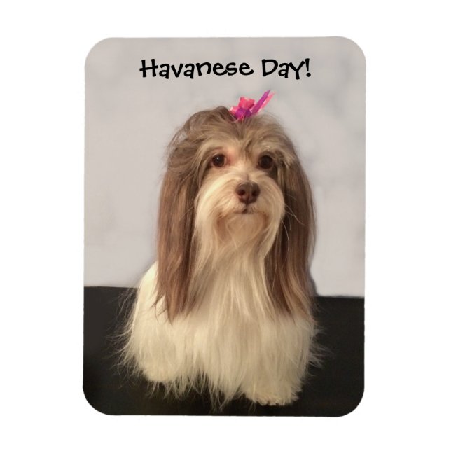 Íman Magnet, HAVANESE DAY, por Nancy Lee Garrett (Vertical)